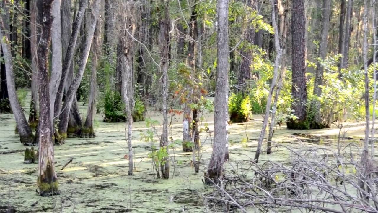 Swamp Sounds YouTube