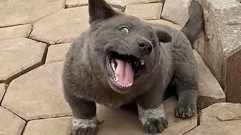 IDOL Dúi Part 3 || Phải có người gãi bụng mới chịu đi ngủ || Gấu Mèo Bắc Mỹ_Nguyễn Văn Dúi