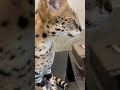 【おはようサーバルシリーズ㉜】