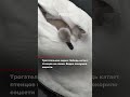 Лебедь катает птенцов на спине Видео покорило соцсети 💥 💛 В сети набирает огромную популярность
