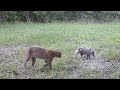 Bobcat vs possum may 2023