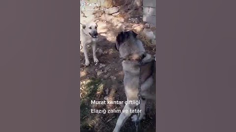 bir anda ortalık karıştı zalım ile Tatar birbirine girdi Elazig kangal ve Anadolu boz çoban