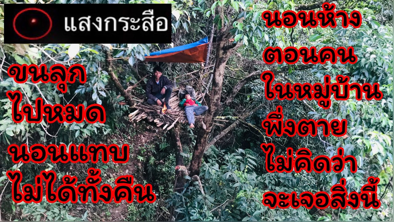 Sleeping on a tall tree late at night there was the sound of people