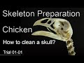 Skeleton Preparation, Chicken, Sample_2020-01-13, Trial-01-01