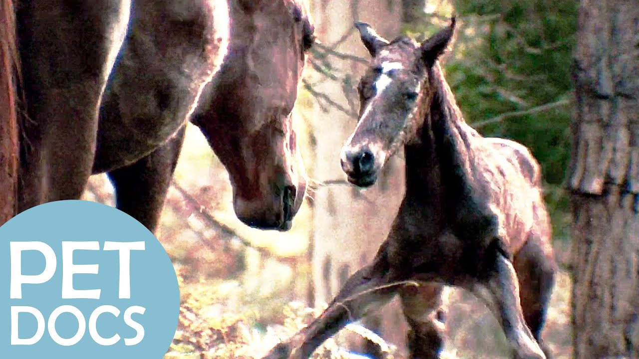 Growing Up in the Brumby Horse Herd | My Animal Friends | Pet Docs