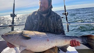 GIANT Chesapeake Bay striper! + How to PROPERLY RELEASE ROCKFISH