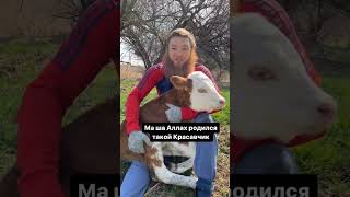 Альхамдуллилах,Астрахань,Гном мусульманин родил бычка