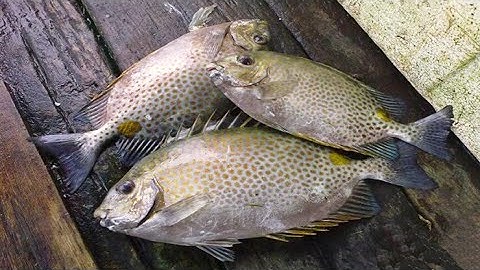 Nuôi cá dìa trong ao bỏ hoang, thu lãi cả trăm triệu sau 4 tháng