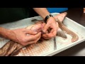 Shark Dissection and Anatomy (Biology121 VIU)