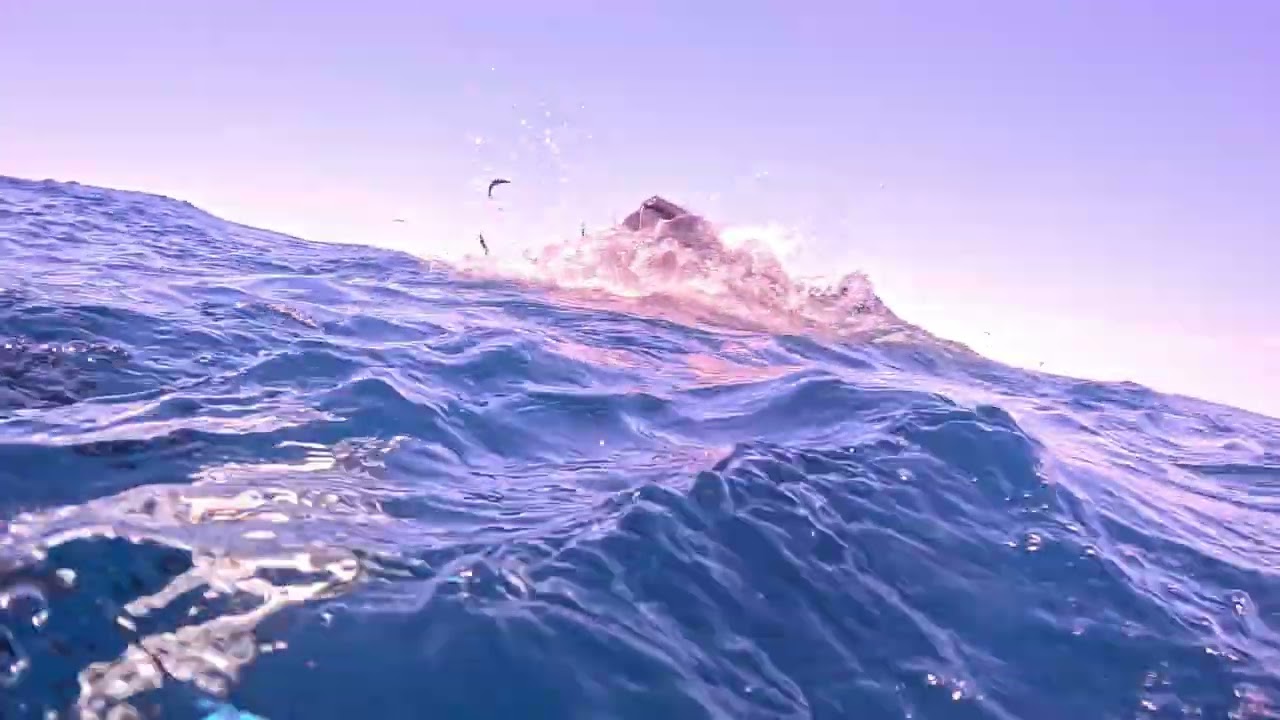 Into mouth of Bryde's whale (almost!)