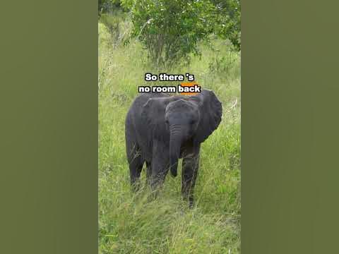 Why Do Elephants Nurse From The Front? #animals #wildlife #sciencefacts
