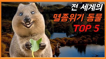 전 세계의 멸종위기 동물 TOP 5