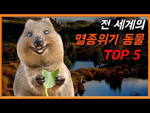 전 세계의 멸종위기 동물 TOP 5