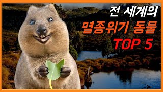 전 세계의 멸종위기 동물 TOP 5