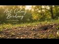 Tracee Loran is live! | Ant Colony Birdsong | 15 Minutes of Quiet Focus 🐜e