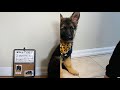 Hunter - our German Shepherd’s growth story #shorts