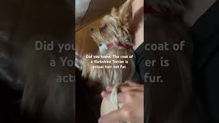 Yorkshire Terrier 101 #yorkie #dog #mickypoo #yorkshire #yorkiesofyoutube