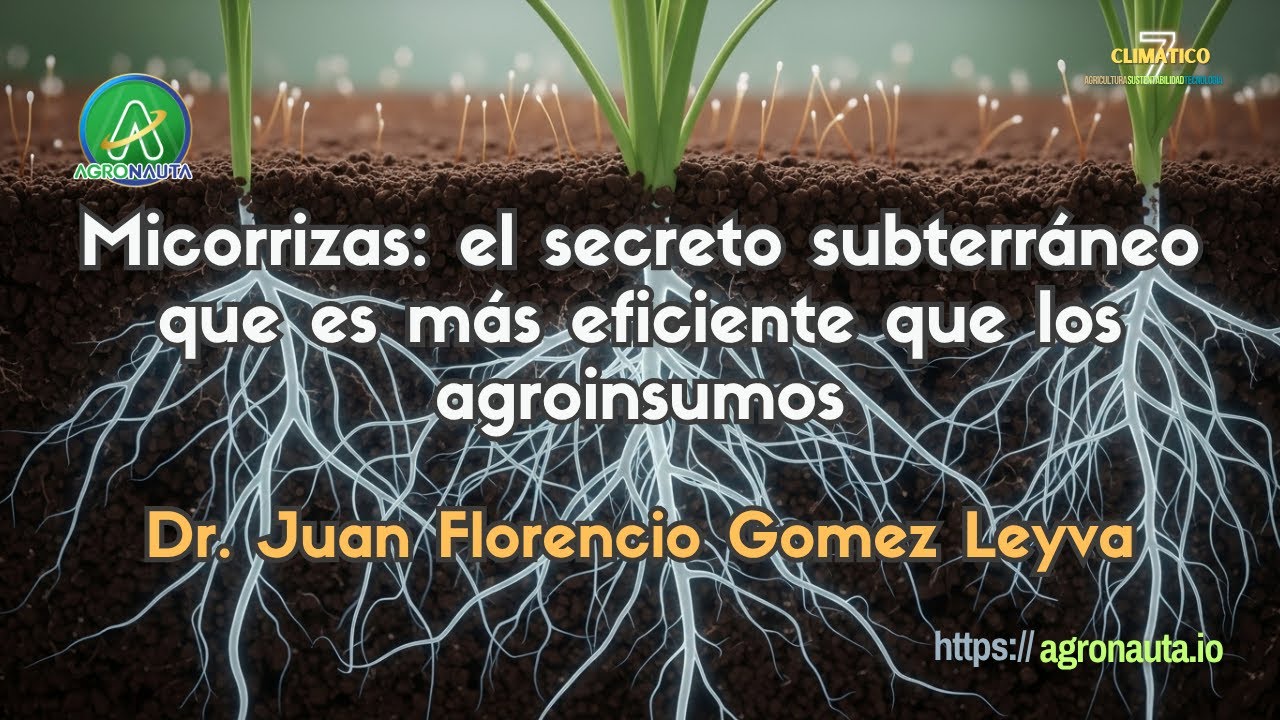 Micorrizas: el secreto subterráneo que es más eficaz que los agroinsumos