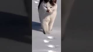 Так ходити вміють тільки коти!