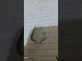 xd