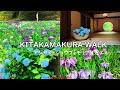 【4K】６月の北鎌倉：アジサイとショウブとモリアオガエル