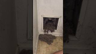 There was so much lint in this dryer vent!First cleaning in 16 years!!! #vacuumtherapy