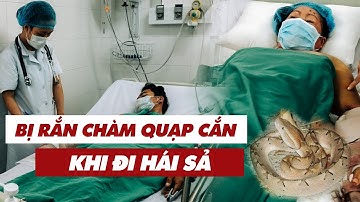 Trồng sả để phòng rắn, 2 người ở An Giang bị rắn cắn tại bụi sả