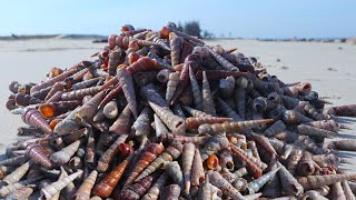 Hundreds of catties of conch ran aground on the beach. A Cong couldn't pick it out with bamboo bask