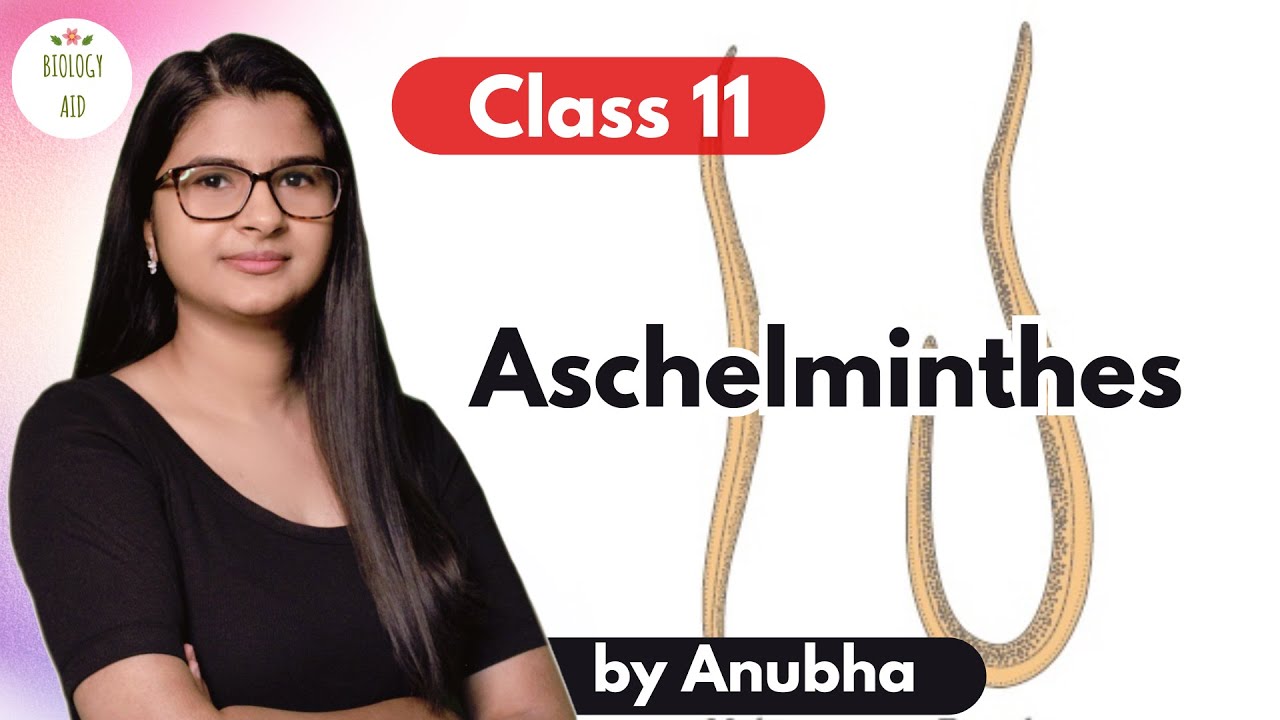 Class 11 Animal Kingdom - Aschelminthes || NCERT (Hindi)