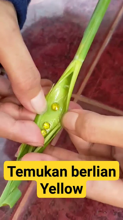 Temukan Berlian Kuning Termahal Di tanaman ini #prank #shorts #short