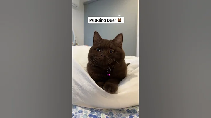 Teddy Bear 🐻#shorts #browncat #kitten #britishshorthair #cat #cutecat #chocolate