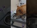 20260614 물먹는 따야 2 Ddaya drinking water🥰#왕크왕귀 #진도믹스 #황구 #시고르자브 #댕댕이 #힐링 #위로 #펫로스 #7080 #무반주노래