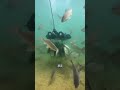 Unlock a new way to fish with underwater drones #underwaterdrones