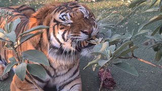 Will a tiger eat plants ? From angryness !