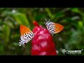 Biodivercity  malaysian butterflies and their conservation