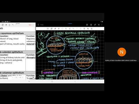 Video: Bagaimana tisu epitelium berfungsi?