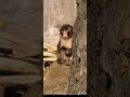 遠くからタイミングを見計らうパンチくん🤭#市川市動植物園 #monkey #punch