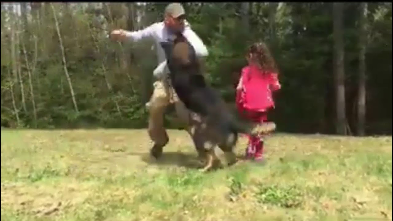 German shepherd protects little girl must watch YouTube
