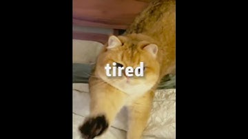 Tired cat looking forward to the weekend! #tired #tiredsong #tiredcat #cutecat #funnycats