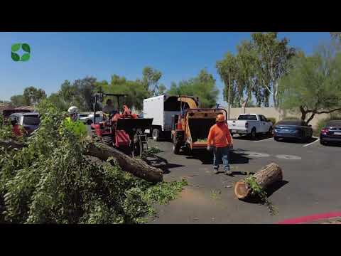 Video: Sissoo Træpleje - Sådan dyrkes et Sissoo-træ