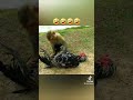 Monkey And Chicken Funny Videos