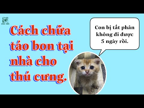 Video: Sự Nhô Ra Của Trực Tràng Và Hậu Môn ở Mèo