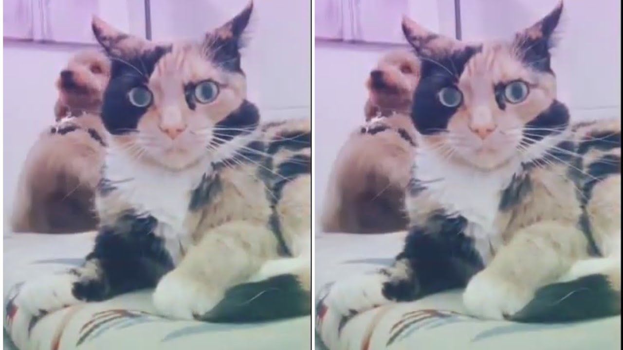 Tiktok Cute Funny Cat And Dog Together Tiktok Compilation YouTube