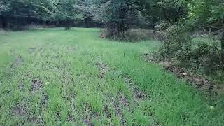 Cereal Rye and Oats Planted for Winter forage in wooded fingers