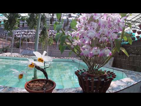 Hoa lan đột biến : hoàng thảo u lồi 5 cánh trắng và đùi gà tròn lưỡi trắng cực độc