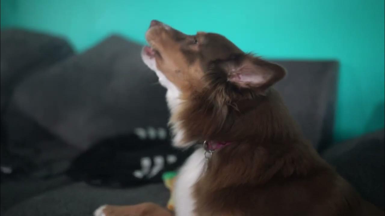 Guaranteed to make your dog howl YouTube