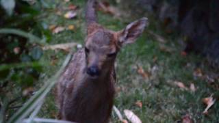 Baby deer calling for mom to come back, while waiting in garden playpen.