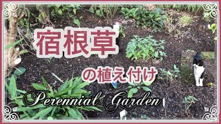 《ナチュラルガーデン植栽》苗の配置の考え方／土壌改良／植栽