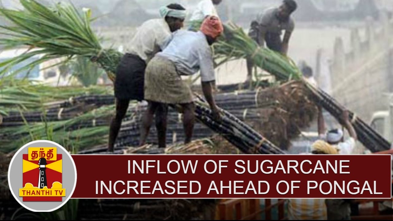Pongal 2017 : Inflow of Sugarcane increased in Koyambedu Market | Thanthi TV