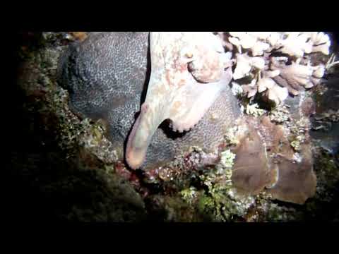 Scuba Diving - Grand Cayman - Octopus on Coral  - April2013